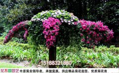 独具匠心的菊花造型艺术