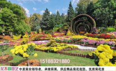 如何提升菊花展览视觉效果