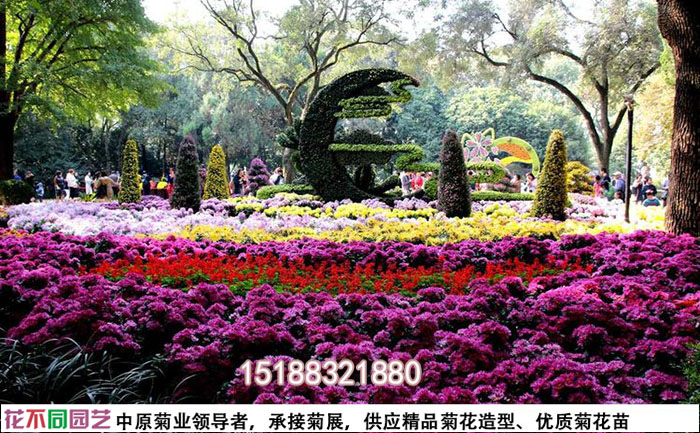 菊花布景搭建现场实拍图