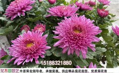 2025年菊花种苗价格解析 | 优质种苗批发基地指南