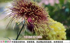 2025菊花种苗批发全攻略 | 全国基地直供价格表