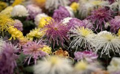 菊花种苗培育方法全解析｜专业种植技术指南