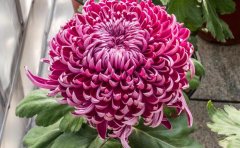 优质菊花种苗供应商 | 专业菊花苗圃直销 | 品种