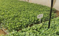优质菊花种苗销售基地 | 专业培育批发菊花苗