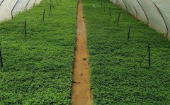 菊花种苗栽培技术全解析：从育苗到管理的核心