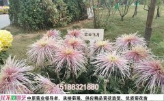 独本菊菊花种苗品种名称大全