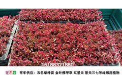 五色草种苗基地 | 专业景观造型植物供应与种植