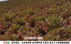 五色草种植基地｜专业五色草培育与景观设计服