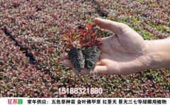 五色草品种大全｜50+特色品种选购与养护指南