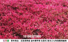 五色草花期管理｜开花周期与延长技巧全解析