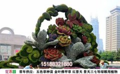 五色草种植方法详解：从选种到成苗的完整指南