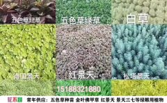 五色草颜色图谱｜七大色系变化规律与搭配技巧