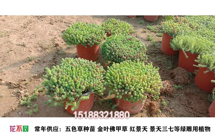 五色草盆栽苗