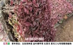 五色草穴盘苗批发价格2025：市场行情与采购指南