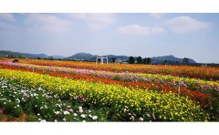 坡地花海造型设计｜2024地形改造与生态种植技术