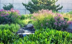 石竹宿根花卉种植指南｜品种选择与四季养护技