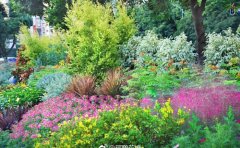 宿根花卉分株繁殖全指南｜5大核心步骤与成功率