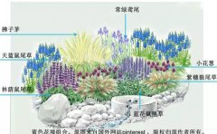 宿根花卉节水抗旱管理5大核心技术｜耐旱品种选