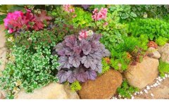 宿根花卉土壤改良方法｜根系优化与微生物调控