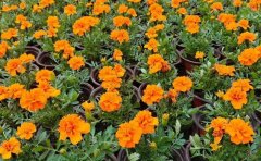 孔雀草基地批发供应价格|品种简介_图片_种植养