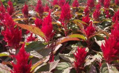 耐寒草花品种全解析｜零下35℃存活品种与越冬养