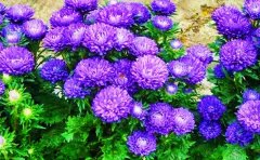 草花爆盆养护7大核心技巧｜从选盆到催花的科学