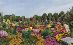 菊花花海设计施工全攻略 | 专业景观解决方案