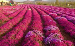 观赏菊花种苗基地直销 | 菊花花海建设专家