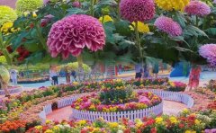 菊花花海种苗批发｜优质种源供应与技术服务体