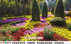 菊花花海混色组合设计专业配色方案与实施标准