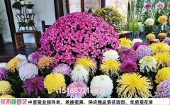 生态农庄菊花主题景观打造｜农旅融合解决方案