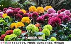 河南菊花花海设计公司 |设计施工一体化服务