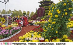 菊花花海专业维护指南-全年养护解决方案