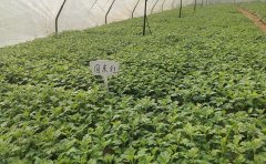 2024菊花花海种苗价格表-种苗批发指南
