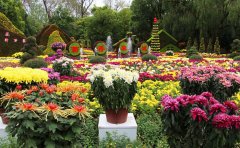 菊花花海维护成本解析-专业养护方案