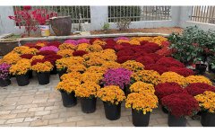 节日布展盆栽国庆菊苗