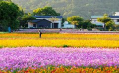 国庆菊种苗批发价格表
