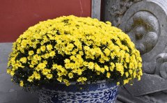 国庆菊种苗种类大全
