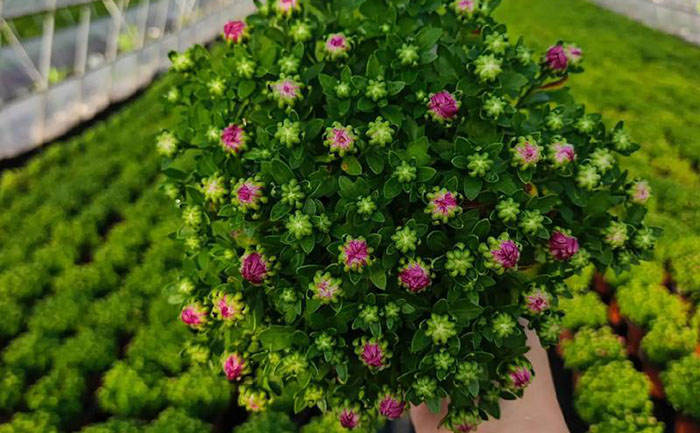 国庆菊脱毒苗培育出来的菊花