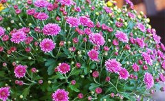 国庆菊与秋菊种苗区别对比