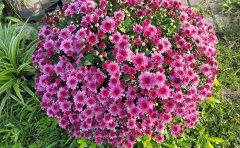 国庆菊种苗移栽最佳时间节点及栽培技术指南