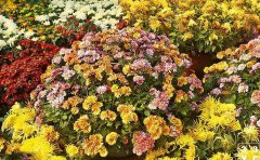 国庆菊种苗花期调控技术全解析