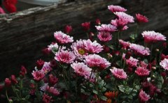 国庆菊种苗反季节栽培技术指南