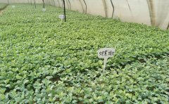 观赏菊种苗选购与栽培指南 - 打造缤纷菊花园