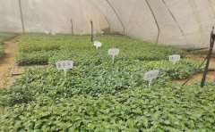 观赏菊种苗价格表 | 品种介绍与选购指南