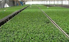 观赏菊种苗养护全攻略：7个关键步骤让花开更艳