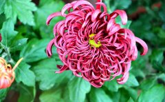 专业观赏菊种苗基地 - 优质菊花种苗培育与供应