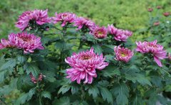 庭院种植观赏菊种苗指南：选种、种植与养护全