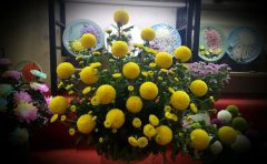 观赏菊种苗品种推荐 | 精品菊花种植指南