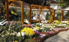 观赏菊种苗价格解析-2024年最新市场行情与选购指